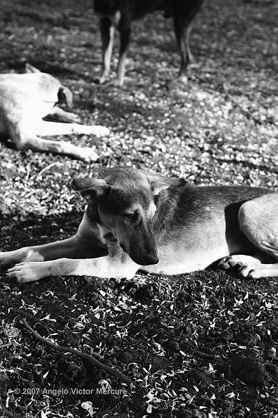 104 - Feral Dogs