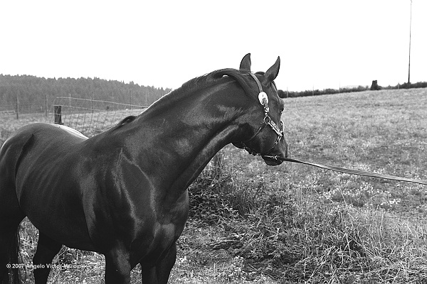 308 - Horses