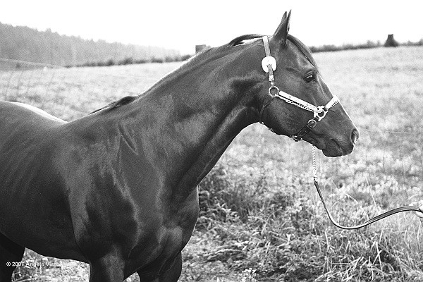 305 - Horses