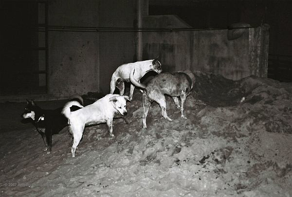 102 - Feral Dogs