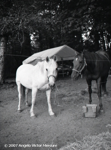 329 - Horses