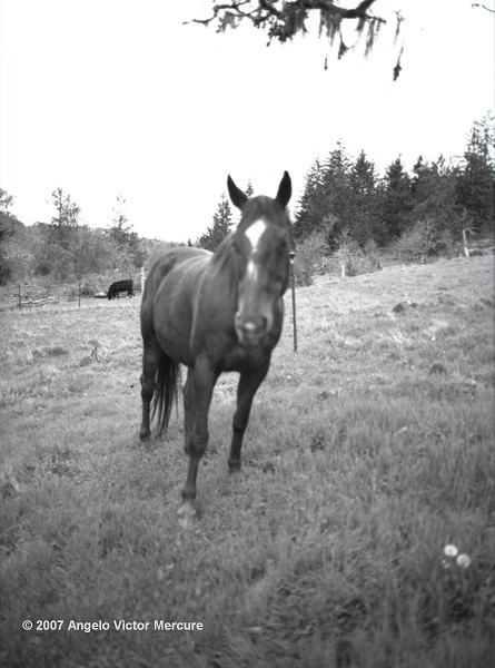 310 - Horses
