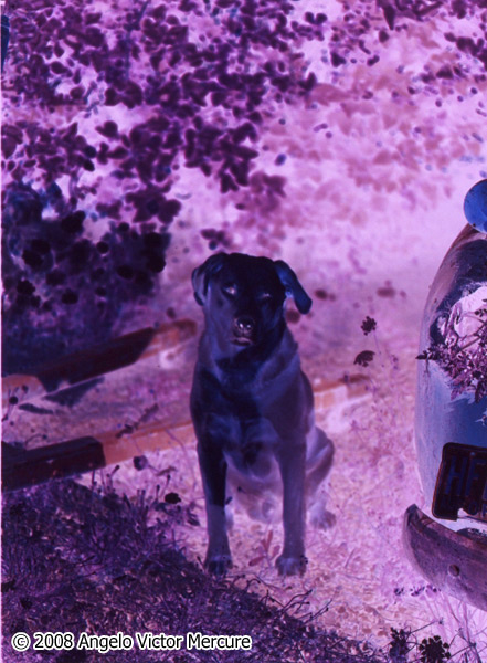 1408 - Infrared