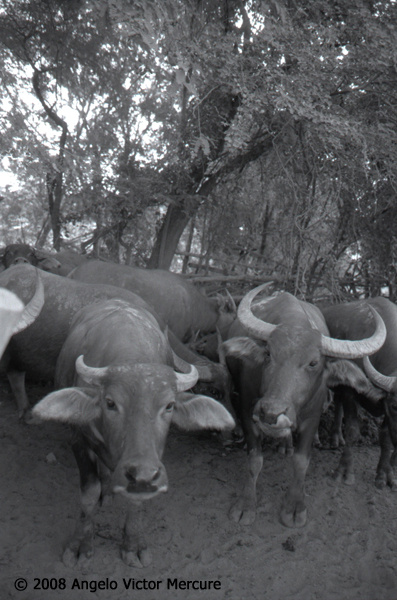 209 - Water Buffaloes