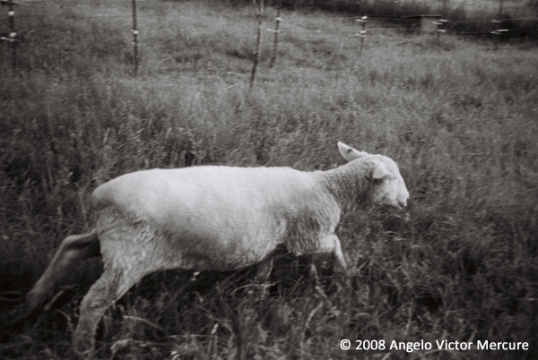 2605 - Farm Animals