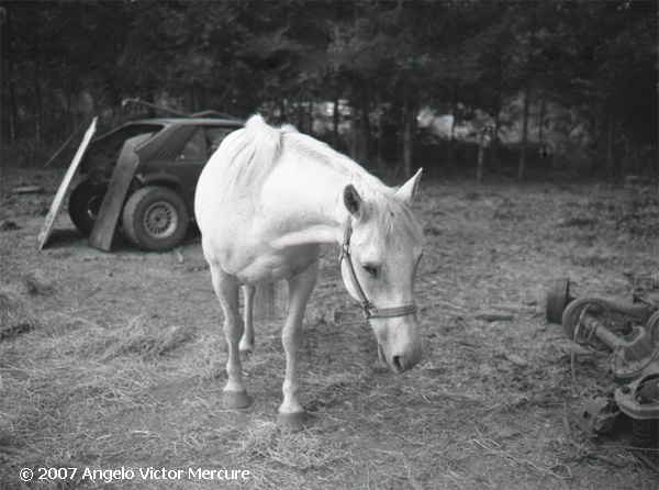 330 - Horses