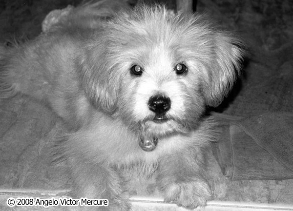1007 - Pets and People