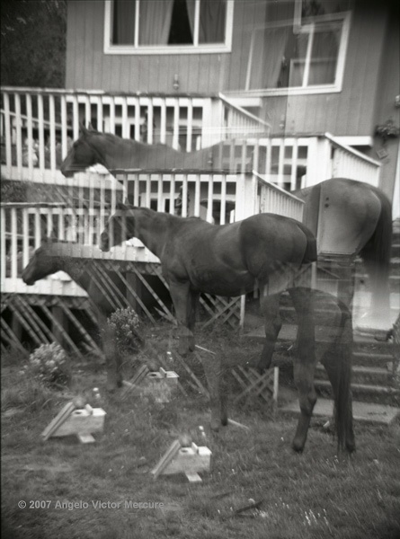 311 - Horses