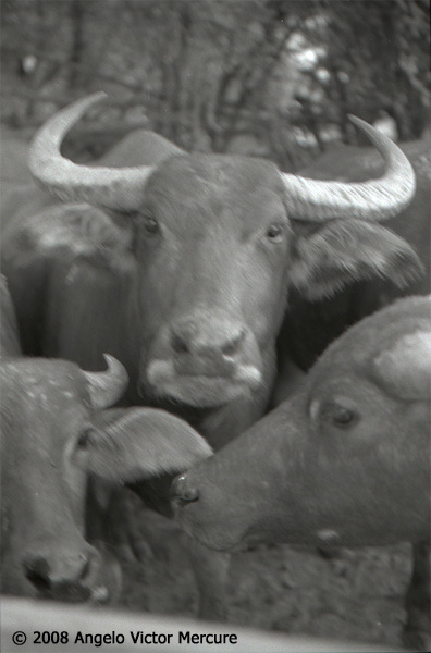 210 - Water Buffaloes