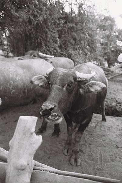 202 - Water Buffaloes