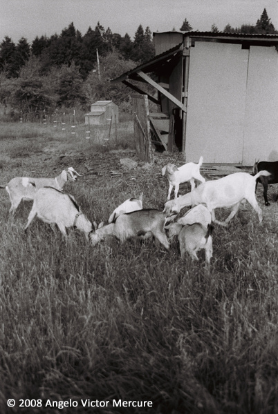 2603 - Farm Animals