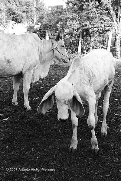 1201 - Brahman Bulls