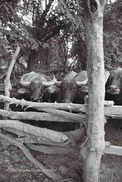 206 - Water Buffaloes