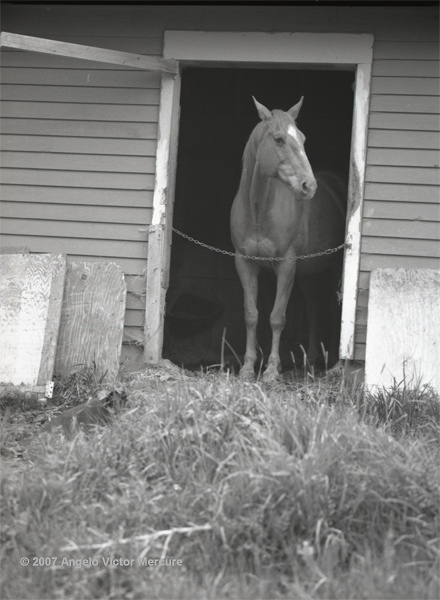 315 - Horses