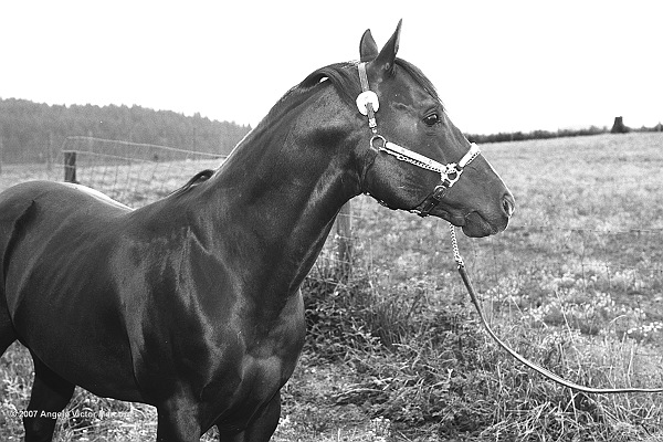 307 - Horses