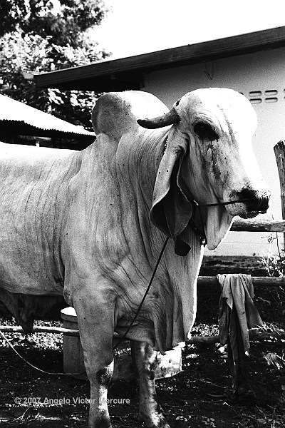 1202 - Brahman Bulls