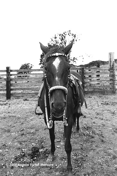 303 - Horses