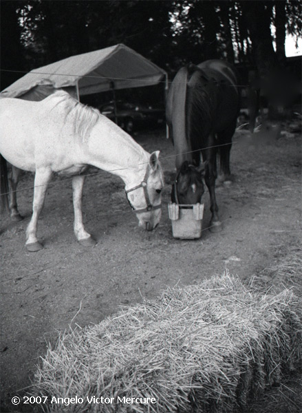 328 - Horses