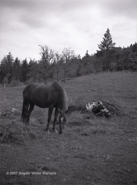 313 - Horses