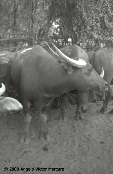 212 - Water Buffaloes