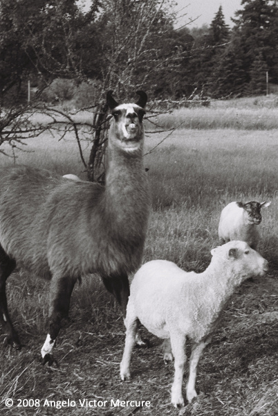2608 - Farm Animals