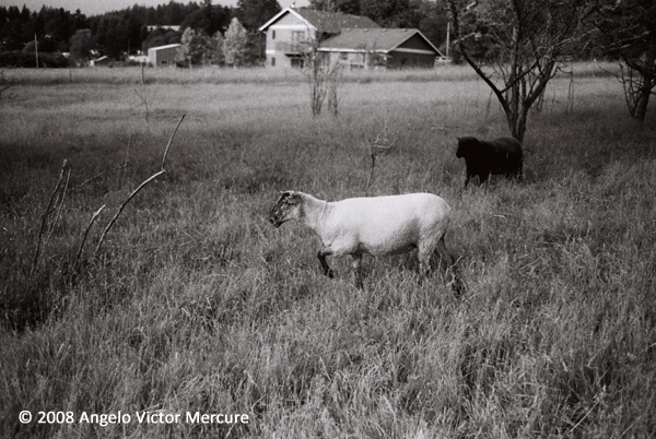 2604 - Farm Animals