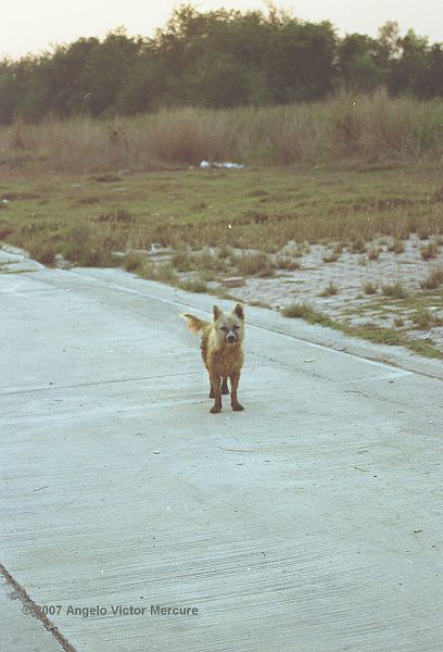 107 - Feral Dogs