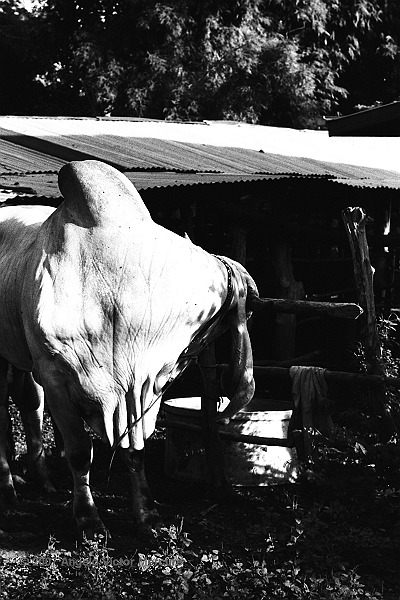 1200 - Brahman Bulls