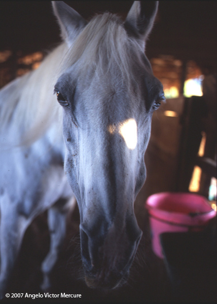 317 - Horses
