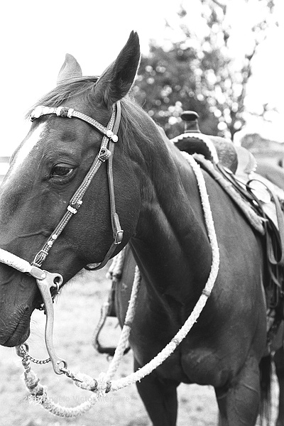 304 - Horses