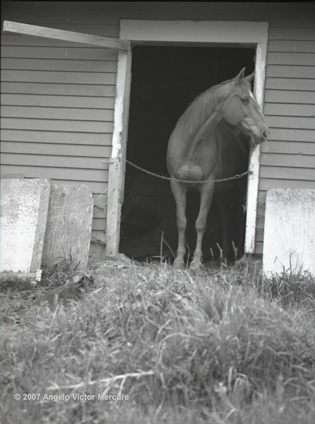 309 - Horses
