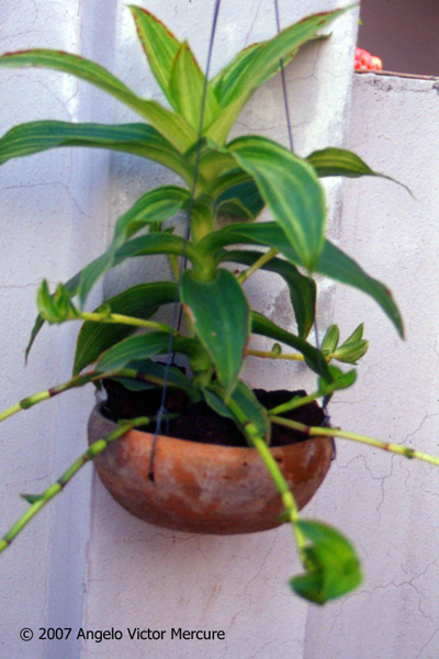 909 - Twilight Imagery