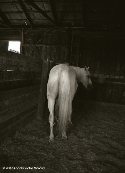 323 - Horses