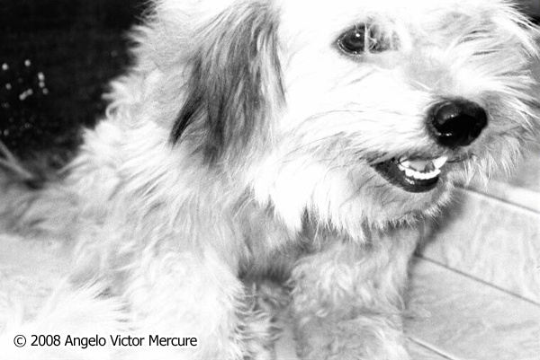 1008 - Pets and People