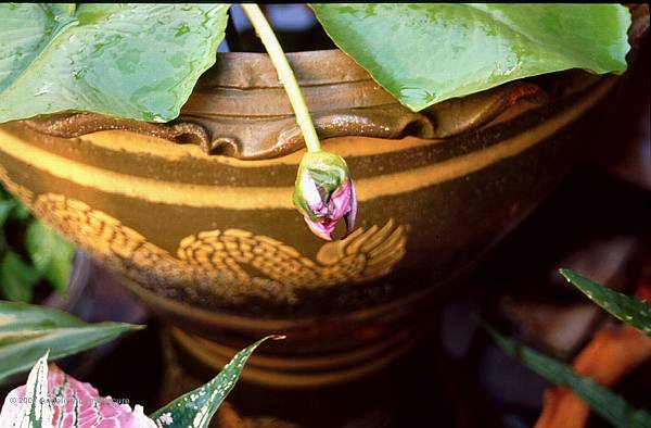 901 - Twilight Imagery