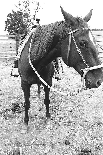 306 - Horses
