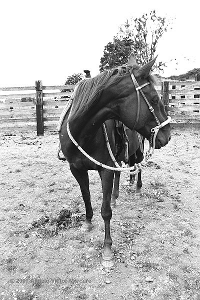 301 - Horses