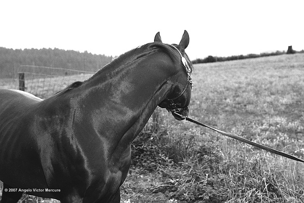 300 - Horses
