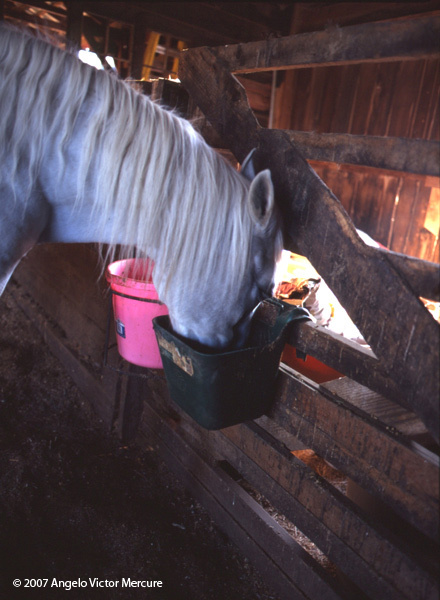 321 - Horses
