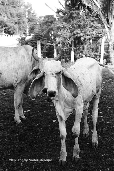 1203 - Brahman Bulls