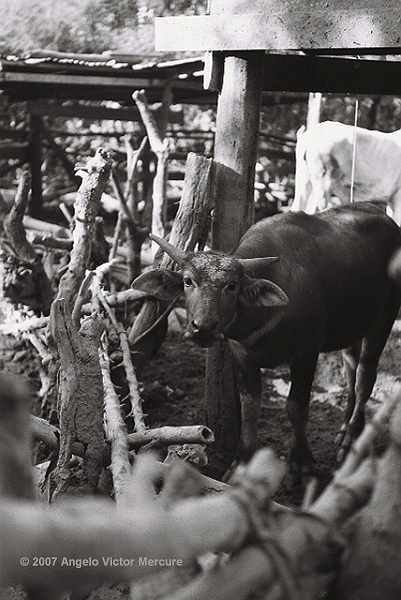 205 - Water Buffaloes