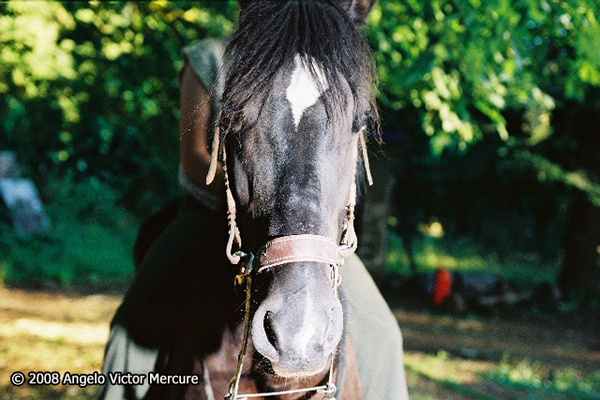 336 - Horses