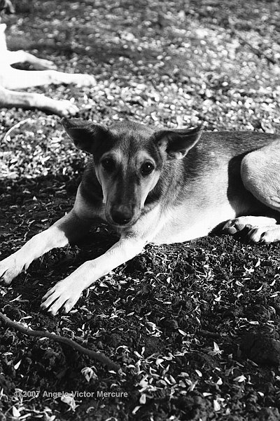 103 - Feral Dogs
