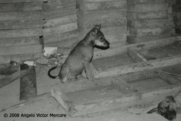 110 - Feral Dogs