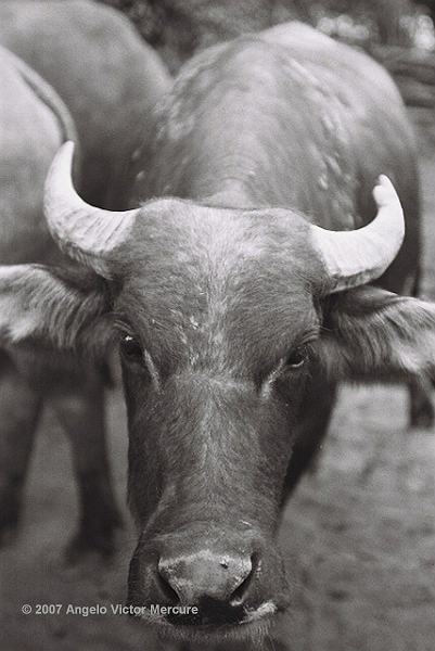 203 - Water Buffaloes
