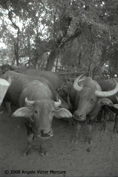 211 - Water Buffaloes
