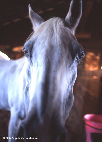 322 - Horses