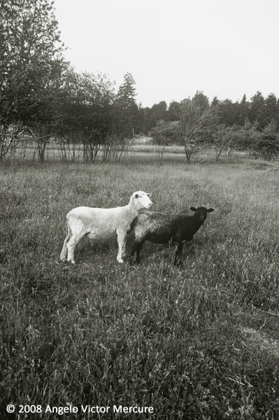 2601 - Farm Animals