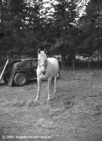 331 - Horses