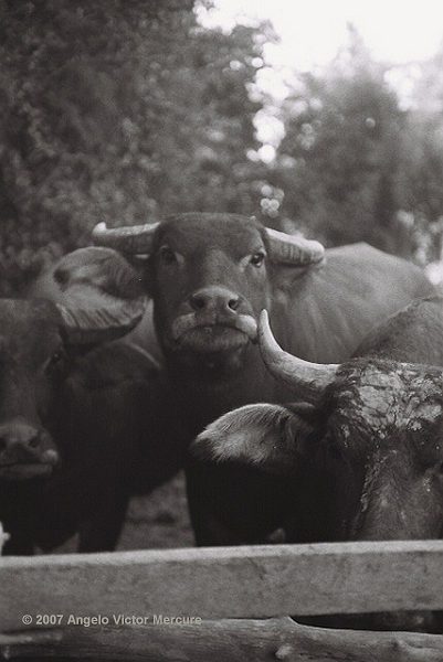 207 - Water Buffaloes